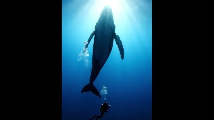 比特币泡沫破灭 - 深蓝星球：探索海洋深处的未知世界